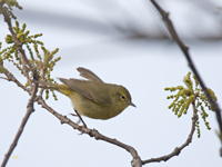 Orange crowned Warbler 2151